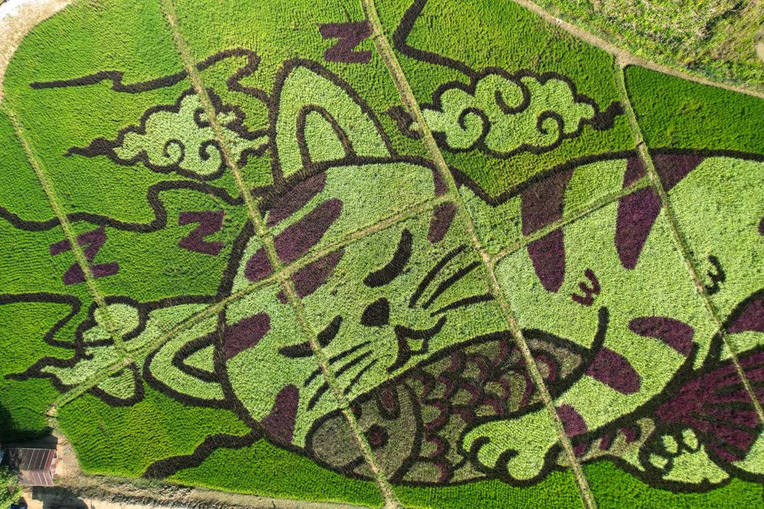 Thai rice farmer makes art with plantings that depict cats