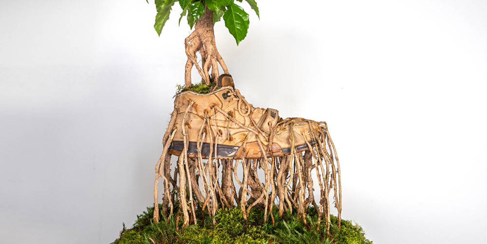 Roots of bonzai trees grow through sneakers in monsieur plant`s botanical sculpture series