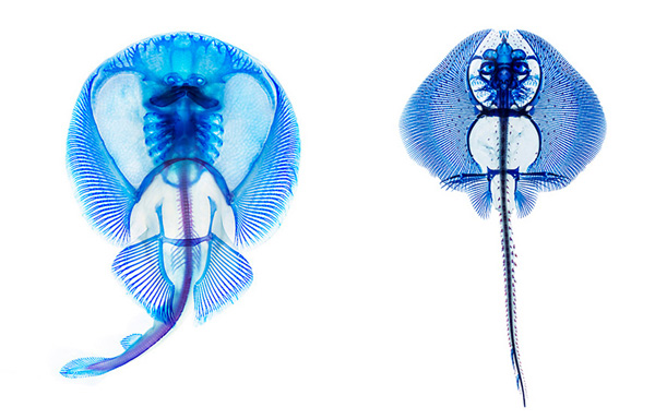 تصویر برداری از ارگان های زنده نمونه های دریایی
