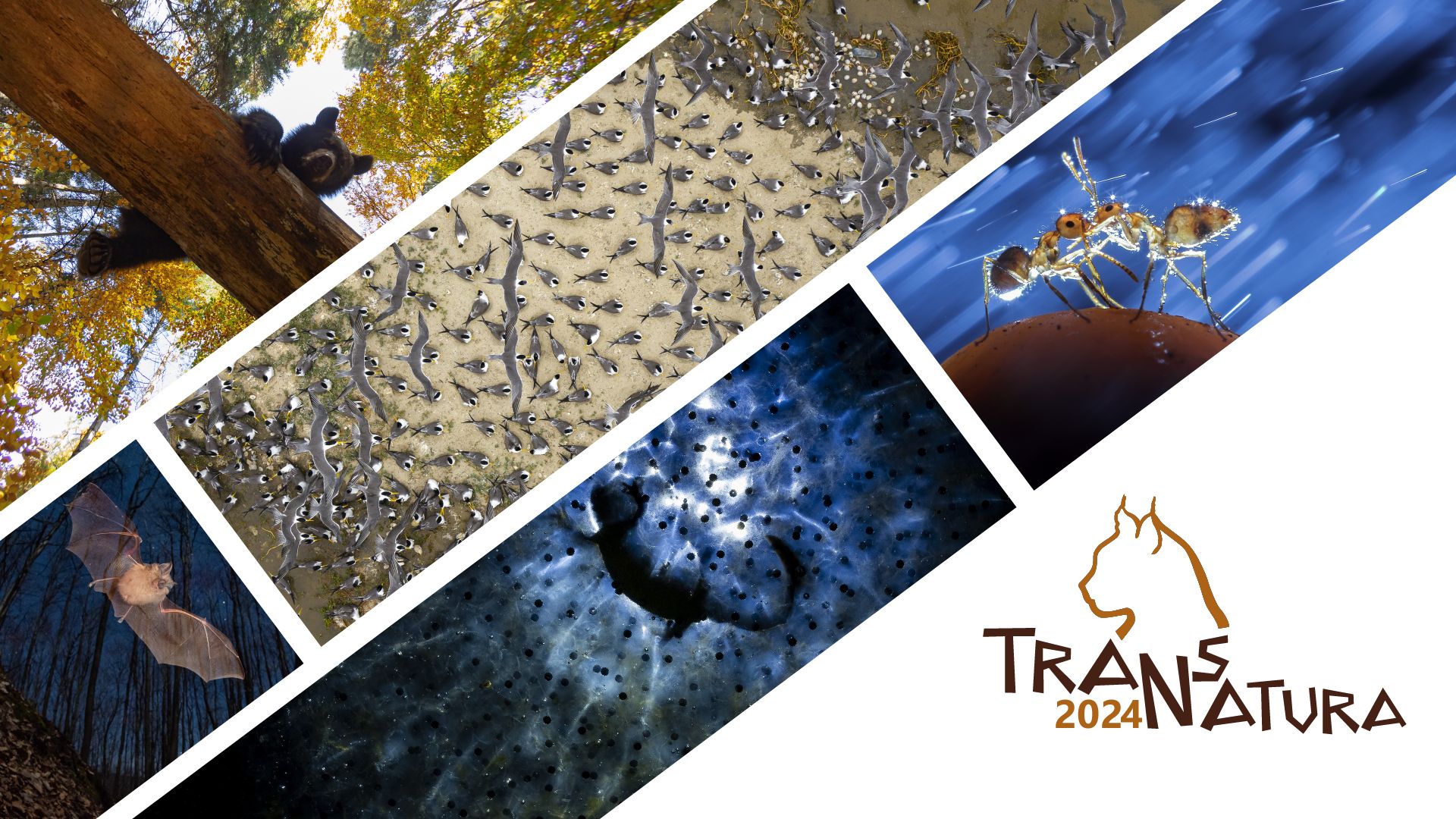 TransNatura 2024 International Nature Photo Contest