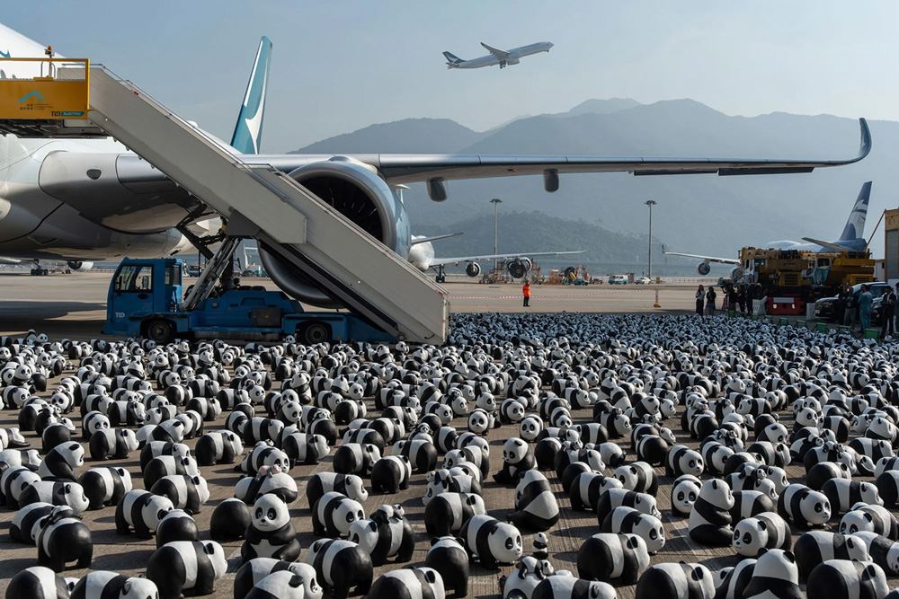 Hong Kong will display 2,500 panda sculptures to capitalize on a local bear craze